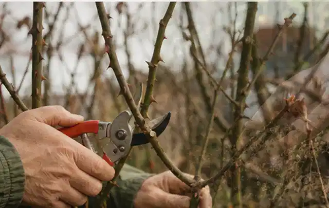 Hände schneiden einen älteren Rosenstrauch mit einer sauberen Gartenschere; Thema Freischneider, Schwerpunkt Checkliste; Praxisalltag.
