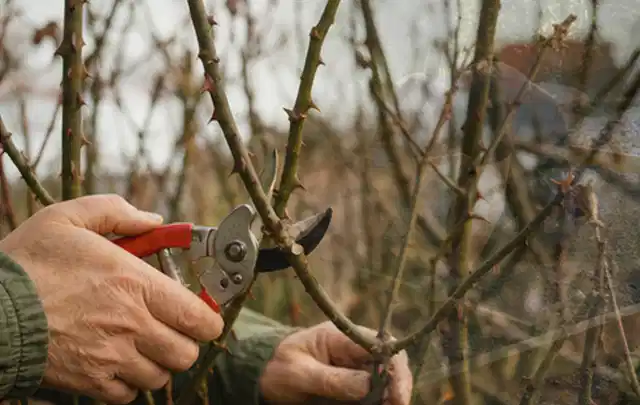 Hände schneiden einen älteren Rosenstrauch mit einer sauberen Gartenschere; Thema Freischneider, Schwerpunkt Dimensionierung; Praxisalltag.