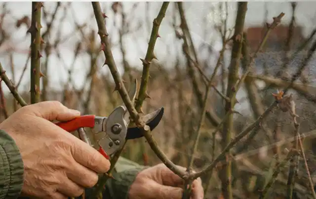 Hände schneiden einen älteren Rosenstrauch mit einer sauberen Gartenschere; Thema Freischneider, Schwerpunkt Fehlerhilfe; Ausgangslage.