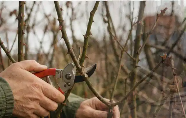 Hände schneiden einen älteren Rosenstrauch mit einer sauberen Gartenschere; Thema Freischneider, Schwerpunkt Gärten mit kleiner Fläche; Umsetzung.