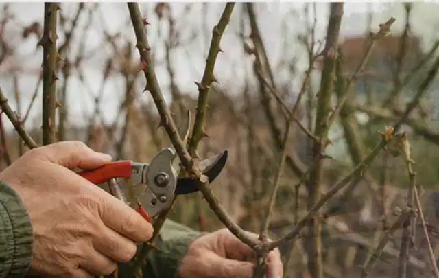 Hände schneiden einen älteren Rosenstrauch mit einer sauberen Gartenschere; Thema Freischneider, Schwerpunkt Gartengeräte; Umsetzung.