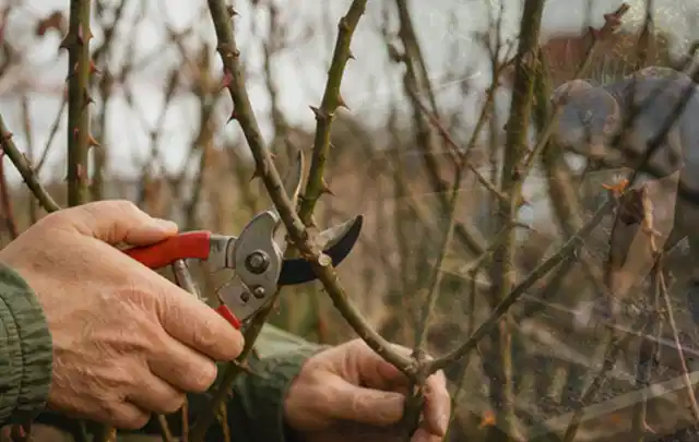 Hände schneiden einen älteren Rosenstrauch mit einer sauberen Gartenschere; Thema Freischneider, Schwerpunkt Nachhaltigkeit; Kontrolle.