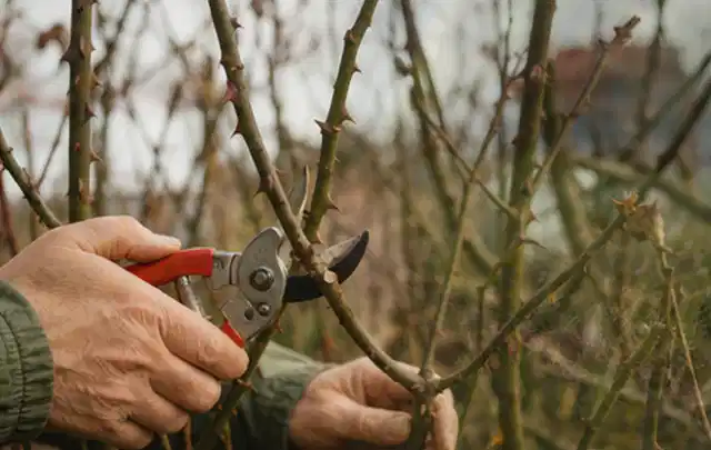 Hände schneiden einen älteren Rosenstrauch mit einer sauberen Gartenschere; Thema Freischneider, Schwerpunkt Reinigung; Ergebnis.