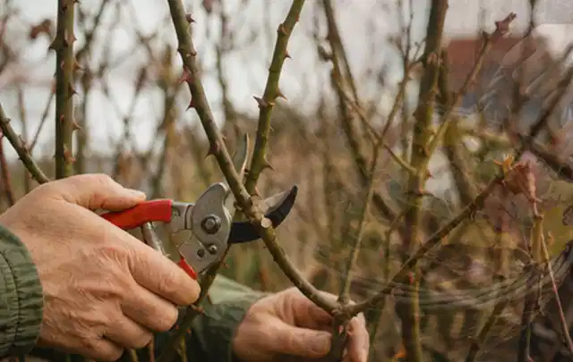 Hände schneiden einen älteren Rosenstrauch mit einer sauberen Gartenschere; Thema Freischneider, Schwerpunkt Reparatur; Ergebnis.