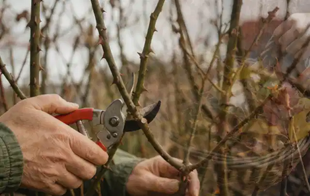 Hände schneiden einen älteren Rosenstrauch mit einer sauberen Gartenschere; Thema Freischneider, Schwerpunkt Sicherheit; Kontrolle.