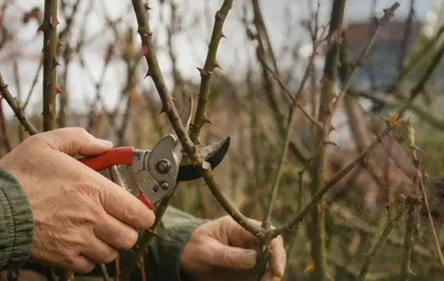 Hände schneiden einen älteren Rosenstrauch mit einer sauberen Gartenschere; Thema Freischneider, Schwerpunkt Testkriterien; Ausgangslage.