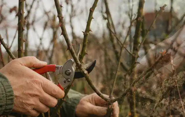Hände schneiden einen älteren Rosenstrauch mit einer sauberen Gartenschere; Thema Freischneider, Schwerpunkt Vergleich; Ausgangslage.