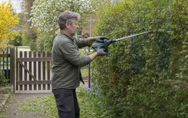 Person schneidet eine Gartenhecke mit einem motorisierten Gartengerät; Thema Freischneider, Schwerpunkt Vergleich; Umsetzung.