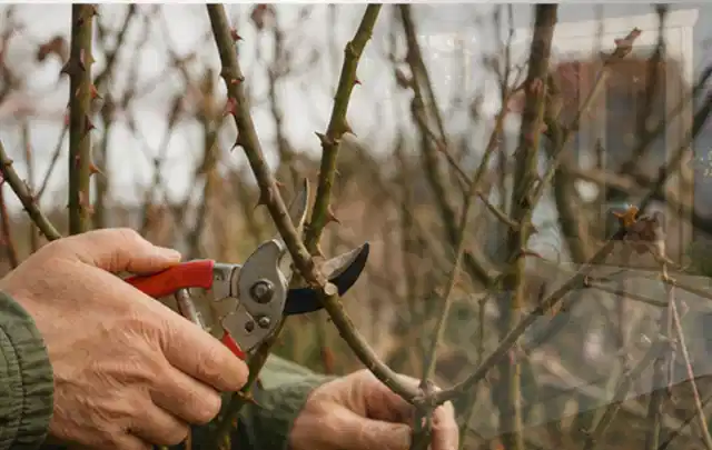 Hände schneiden einen älteren Rosenstrauch mit einer sauberen Gartenschere; Thema Freischneider, Schwerpunkt Winterlager; Ausgangslage.
