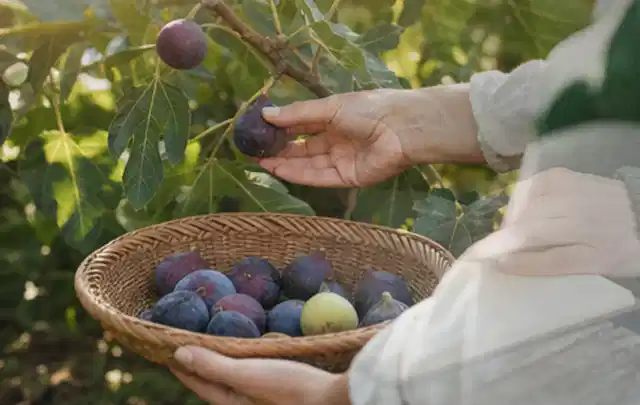 Hand pflückt eine reife Feige über einem flachen Korb mit Früchten; Thema Frühbeet Aufsatz, Schwerpunkt Aufbau; Praxisalltag.