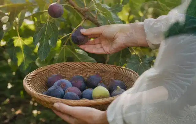 Hand pflückt eine reife Feige über einem flachen Korb mit Früchten; Thema Frühbeet Aufsatz, Schwerpunkt Baurecht; Ausgangslage.
