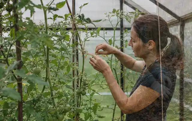 Person bindet junge Tomatentriebe in einem privaten Gewächshaus vorsichtig an; Thema Frühbeet Aufsatz, Schwerpunkt Baurecht; Praxisalltag.