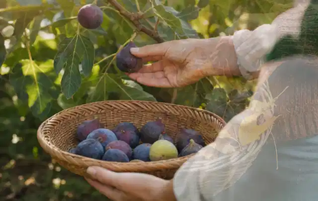Hand pflückt eine reife Feige über einem flachen Korb mit Früchten; Thema Frühbeet Aufsatz, Schwerpunkt Fehlerhilfe; Ausgangslage.