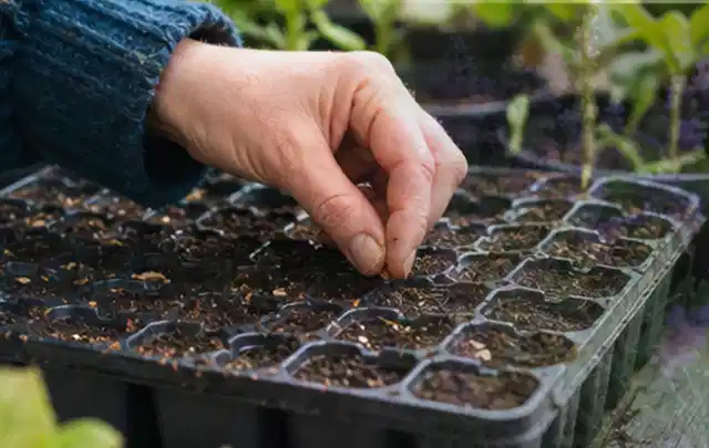 Hand legt einzelne Samen in vorbereitete Anzuchtschalen mit lockerer Erde; Thema Frühbeet Aufsatz, Schwerpunkt Gärten mit kleiner Fläche; Umsetzung.