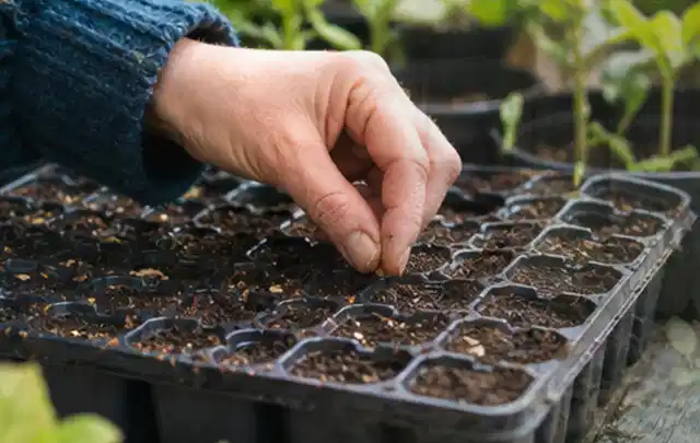 Hand legt einzelne Samen in vorbereitete Anzuchtschalen mit lockerer Erde; Thema Frühbeet Aufsatz, Schwerpunkt Gestaltung; Umsetzung.