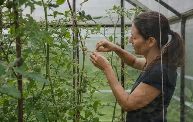 Person bindet junge Tomatentriebe in einem privaten Gewächshaus vorsichtig an; Thema Frühbeet Aufsatz, Schwerpunkt Pflege; Praxisalltag.