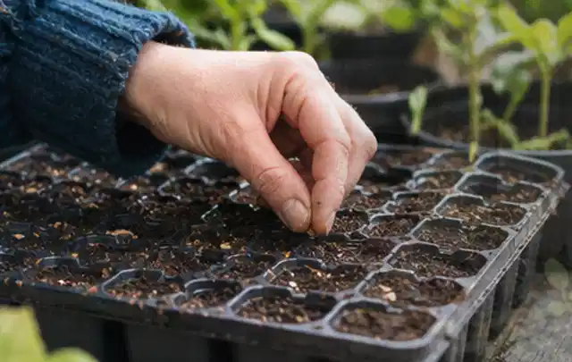 Hand legt einzelne Samen in vorbereitete Anzuchtschalen mit lockerer Erde; Thema Frühbeet Aufsatz, Schwerpunkt Planung; Ausgangslage.