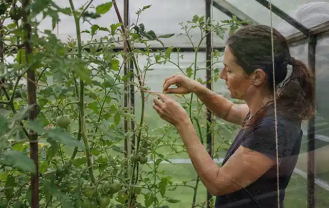 Person bindet junge Tomatentriebe in einem privaten Gewächshaus vorsichtig an; Thema Frühbeet Aufsatz, Schwerpunkt Planung; Praxisalltag.
