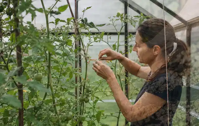 Person bindet junge Tomatentriebe in einem privaten Gewächshaus vorsichtig an; Thema Frühbeet Aufsatz, Schwerpunkt Standort; Kontrolle.