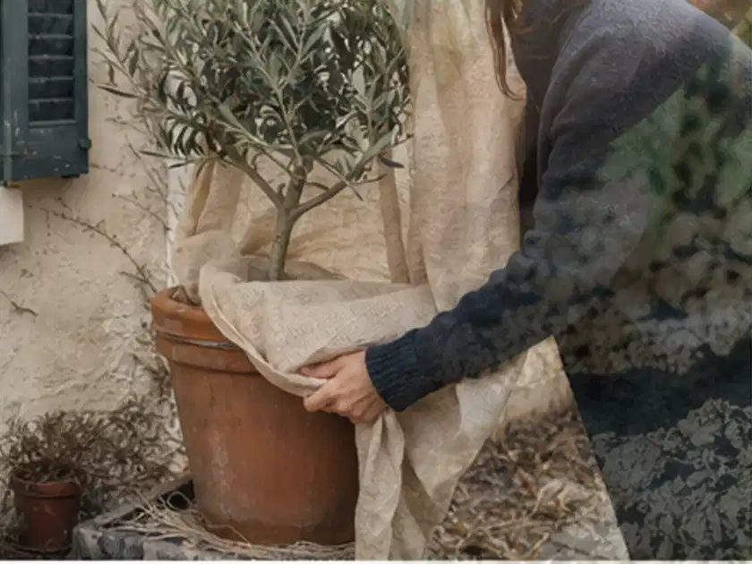 Person umhüllt eine mediterrane Kübelpflanze mit atmungsaktivem Winterschutz; Thema Frühbeet Aufsatz, Schwerpunkt Winterschutz; Titelbild.