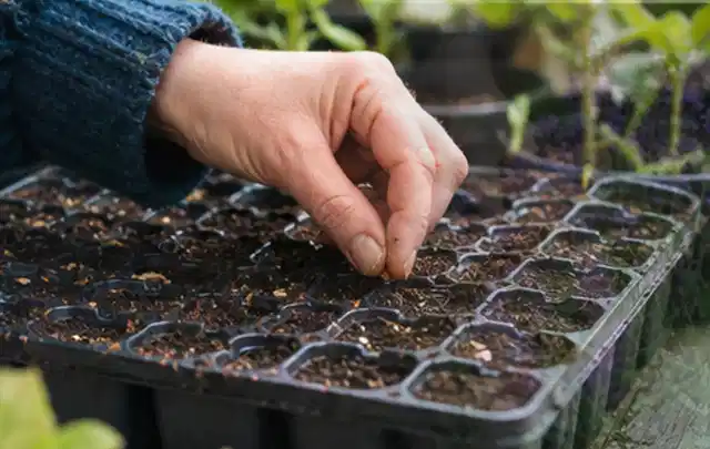 Hand legt einzelne Samen in vorbereitete Anzuchtschalen mit lockerer Erde; Thema Frühbeet Aufsatz, Schwerpunkt Winterschutz; Kontrolle.
