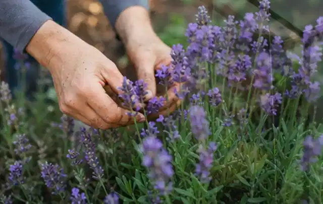 Hände pflegen blühenden Lavendel in einem natürlich angelegten Gartenbeet; Thema Frühlingsblüher, Schwerpunkt Blumen; Kontrolle.