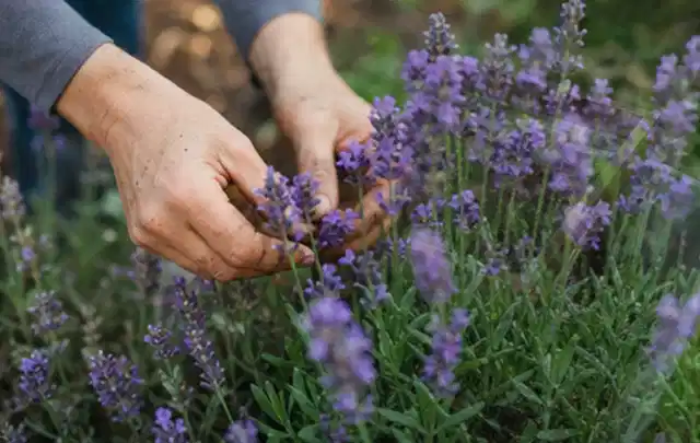 Hände pflegen blühenden Lavendel in einem natürlich angelegten Gartenbeet; Thema Frühlingsblüher, Schwerpunkt Boden; Ausgangslage.