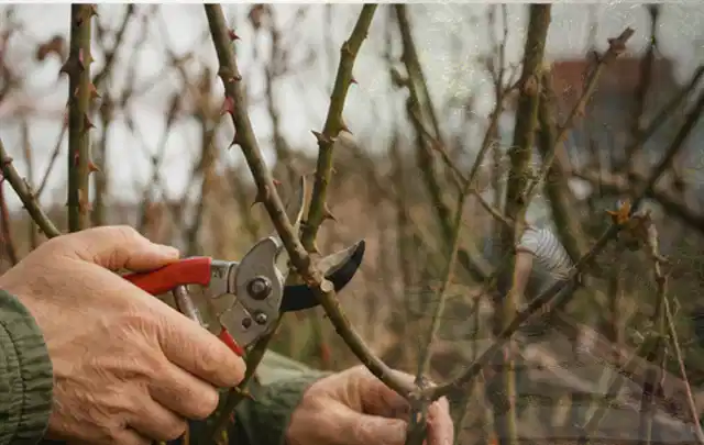 Hände schneiden einen älteren Rosenstrauch mit einer sauberen Gartenschere; Thema Frühlingsblüher, Schwerpunkt Boden; Umsetzung.