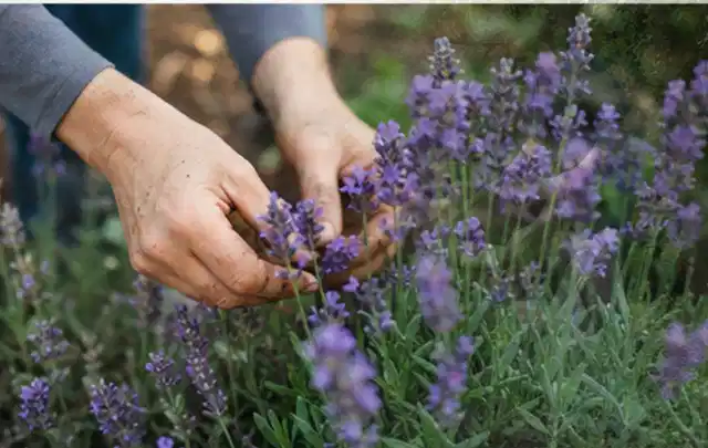 Hände pflegen blühenden Lavendel in einem natürlich angelegten Gartenbeet; Thema Frühlingsblüher, Schwerpunkt Düngung; Umsetzung.