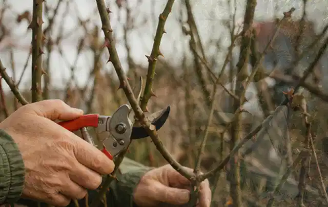 Hände schneiden einen älteren Rosenstrauch mit einer sauberen Gartenschere; Thema Frühlingsblüher, Schwerpunkt Einsteigerwissen; Ergebnis.