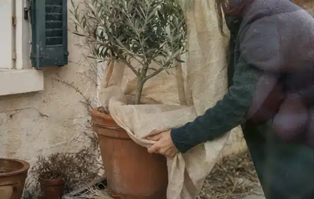 Person umhüllt eine mediterrane Kübelpflanze mit atmungsaktivem Winterschutz; Thema Frühlingsblüher, Schwerpunkt Einsteigerwissen; Praxisalltag.