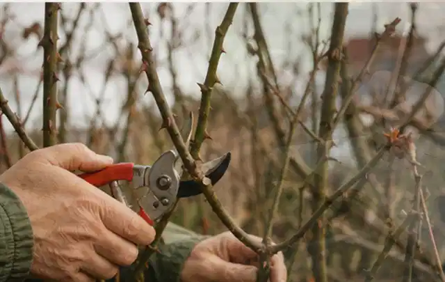 Hände schneiden einen älteren Rosenstrauch mit einer sauberen Gartenschere; Thema Frühlingsblüher, Schwerpunkt Fehlerhilfe; Ergebnis.