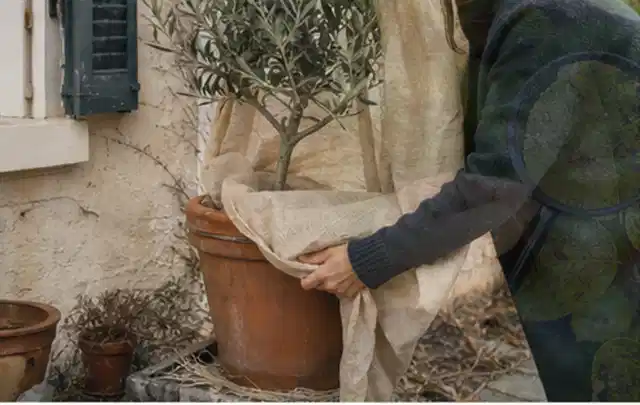 Person umhüllt eine mediterrane Kübelpflanze mit atmungsaktivem Winterschutz; Thema Frühlingsblüher, Schwerpunkt Fehlerhilfe; Praxisalltag.