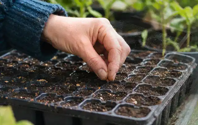 Hand legt einzelne Samen in vorbereitete Anzuchtschalen mit lockerer Erde; Thema Frühlingsblüher, Schwerpunkt Gartenpraxis; Ausgangslage.