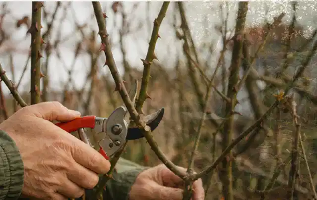 Hände schneiden einen älteren Rosenstrauch mit einer sauberen Gartenschere; Thema Frühlingsblüher, Schwerpunkt Gartenpraxis; Kontrolle.