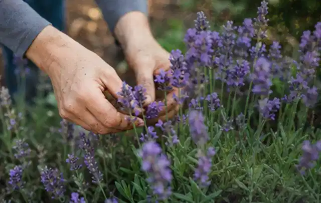 Hände pflegen blühenden Lavendel in einem natürlich angelegten Gartenbeet; Thema Frühlingsblüher, Schwerpunkt Gartenpraxis; Praxisalltag.