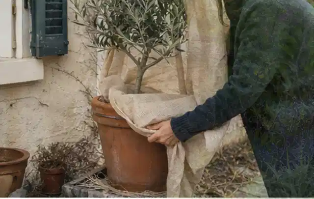 Person umhüllt eine mediterrane Kübelpflanze mit atmungsaktivem Winterschutz; Thema Frühlingsblüher, Schwerpunkt Jahrespflege; Kontrolle.