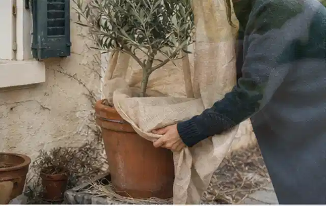 Person umhüllt eine mediterrane Kübelpflanze mit atmungsaktivem Winterschutz; Thema Frühlingsblüher, Schwerpunkt Kaufberatung; Ausgangslage.