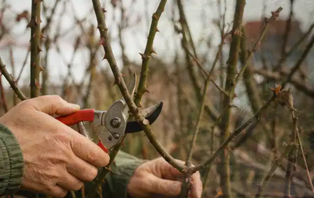 Hände schneiden einen älteren Rosenstrauch mit einer sauberen Gartenschere; Thema Frühlingsblüher, Schwerpunkt Kaufberatung; Umsetzung.
