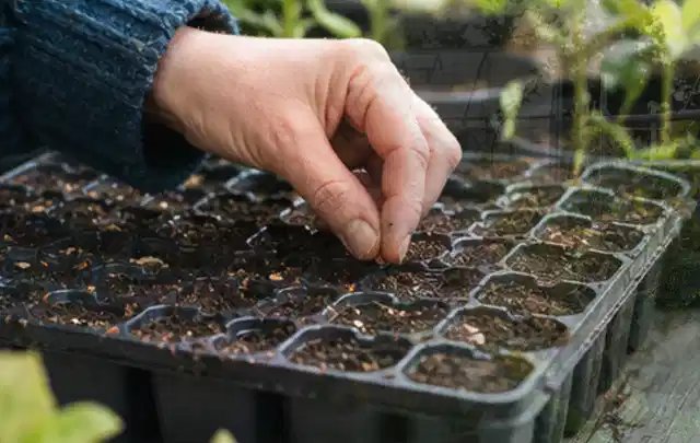 Hand legt einzelne Samen in vorbereitete Anzuchtschalen mit lockerer Erde; Thema Frühlingsblüher, Schwerpunkt Pflanzengesundheit; Praxisalltag.