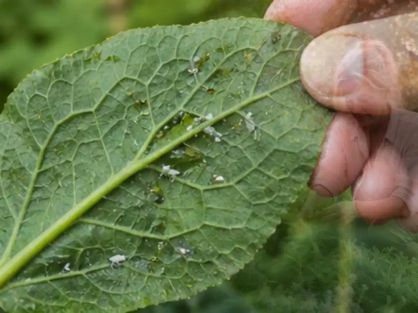 Hand hält ein Blatt mit kleinen hellen Schädlingen auf der Unterseite; Thema Frühlingsblüher, Schwerpunkt Pflanzenschutz; Titelbild.