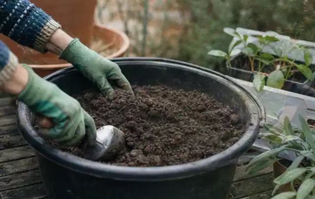 Behandschuhte Hände bereiten lockere Pflanzerde in einem großen Kübel vor; Thema Frühlingsblüher, Schwerpunkt Pflanzenschutz; Praxisalltag.