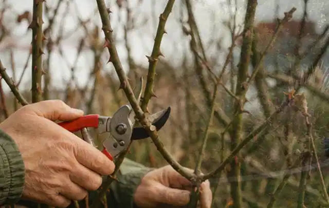 Hände schneiden einen älteren Rosenstrauch mit einer sauberen Gartenschere; Thema Frühlingsblüher, Schwerpunkt Pflanzpartner; Praxisalltag.