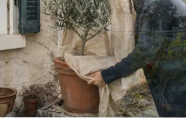 Person umhüllt eine mediterrane Kübelpflanze mit atmungsaktivem Winterschutz; Thema Frühlingsblüher, Schwerpunkt Problemlösung; Ausgangslage.