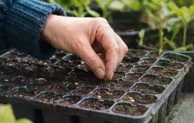 Hand legt einzelne Samen in vorbereitete Anzuchtschalen mit lockerer Erde; Thema Frühlingsblüher, Schwerpunkt Problemlösung; Ergebnis.