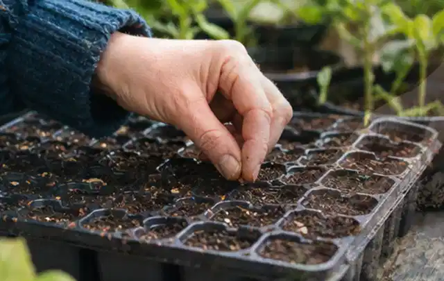 Hand legt einzelne Samen in vorbereitete Anzuchtschalen mit lockerer Erde; Thema Frühlingsblüher, Schwerpunkt Rückschnitt; Umsetzung.