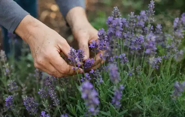 Hände pflegen blühenden Lavendel in einem natürlich angelegten Gartenbeet; Thema Frühlingsblüher, Schwerpunkt Sortenwahl; Kontrolle.