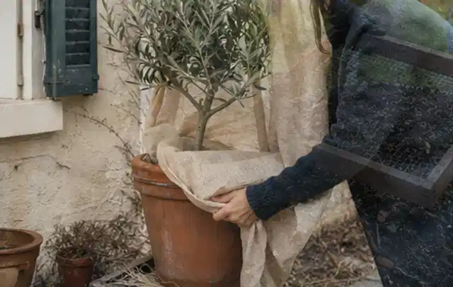 Person umhüllt eine mediterrane Kübelpflanze mit atmungsaktivem Winterschutz; Thema Frühlingsblüher, Schwerpunkt Standort; Ergebnis.