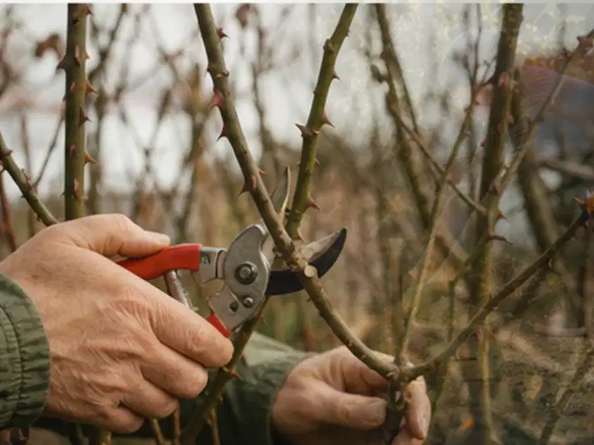 Hände schneiden einen älteren Rosenstrauch mit einer sauberen Gartenschere; Thema Frühlingsblüher, Schwerpunkt Topfkultur; Titelbild.