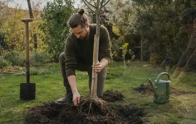Person setzt einen jungen Zierbaum in ein vorbereitetes Pflanzloch im Garten; Thema Frühlingsblüher, Schwerpunkt Topfkultur; Ausgangslage.